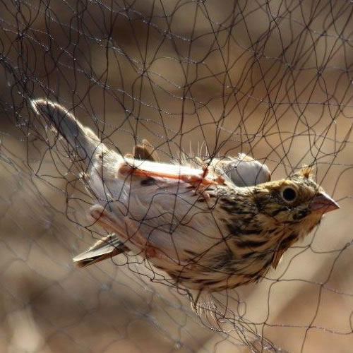 Knotted Wire Mesh